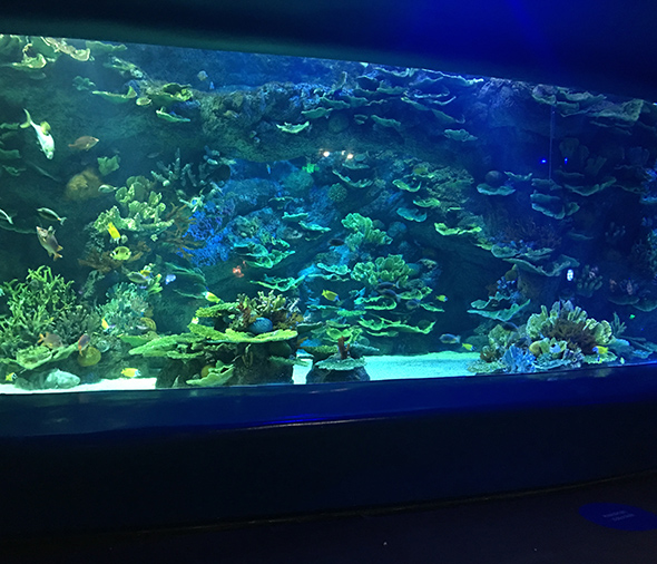 水族馆案例